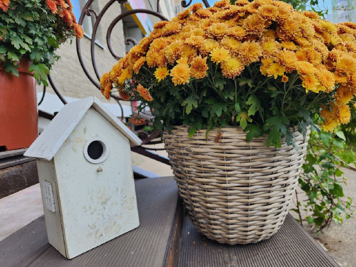 цветы, 1 сентября, День знаний, Лосино-Петровский