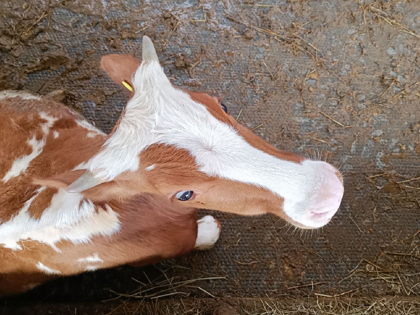 Можайск, Можайский городской округ, Подмосковье, сыр, сыроварня, экоранчо, агротуристический комплекс, туризм