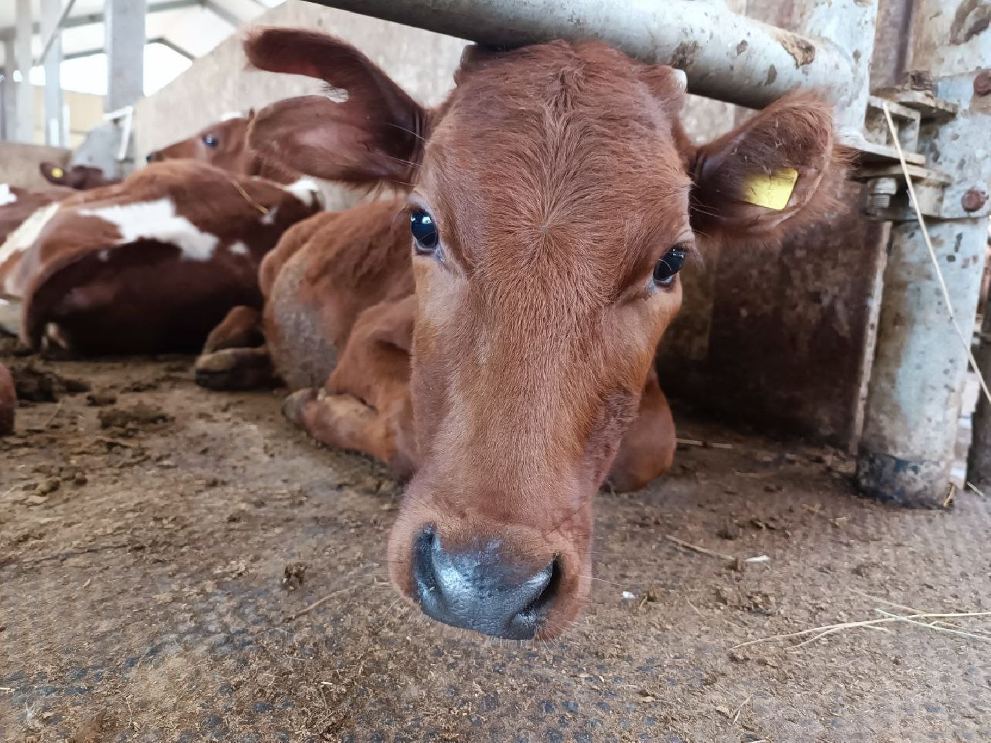 Можайск, Можайский городской округ, Подмосковье, сыр, сыроварня, экоранчо, агротуристический комплекс, туризм