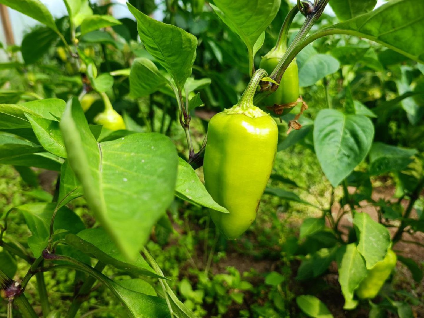 Можайск, Можайский городской округ, Подмосковье, сыр, сыроварня, экоранчо, агротуристический комплекс, туризм