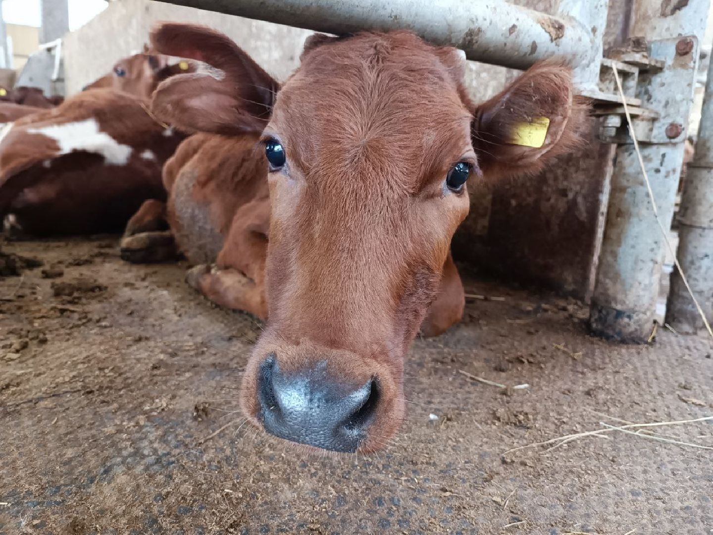 Можайск, Можайский городской округ, Подмосковье, сыр, сыроварня, экоранчо, агротуристический комплекс, туризм