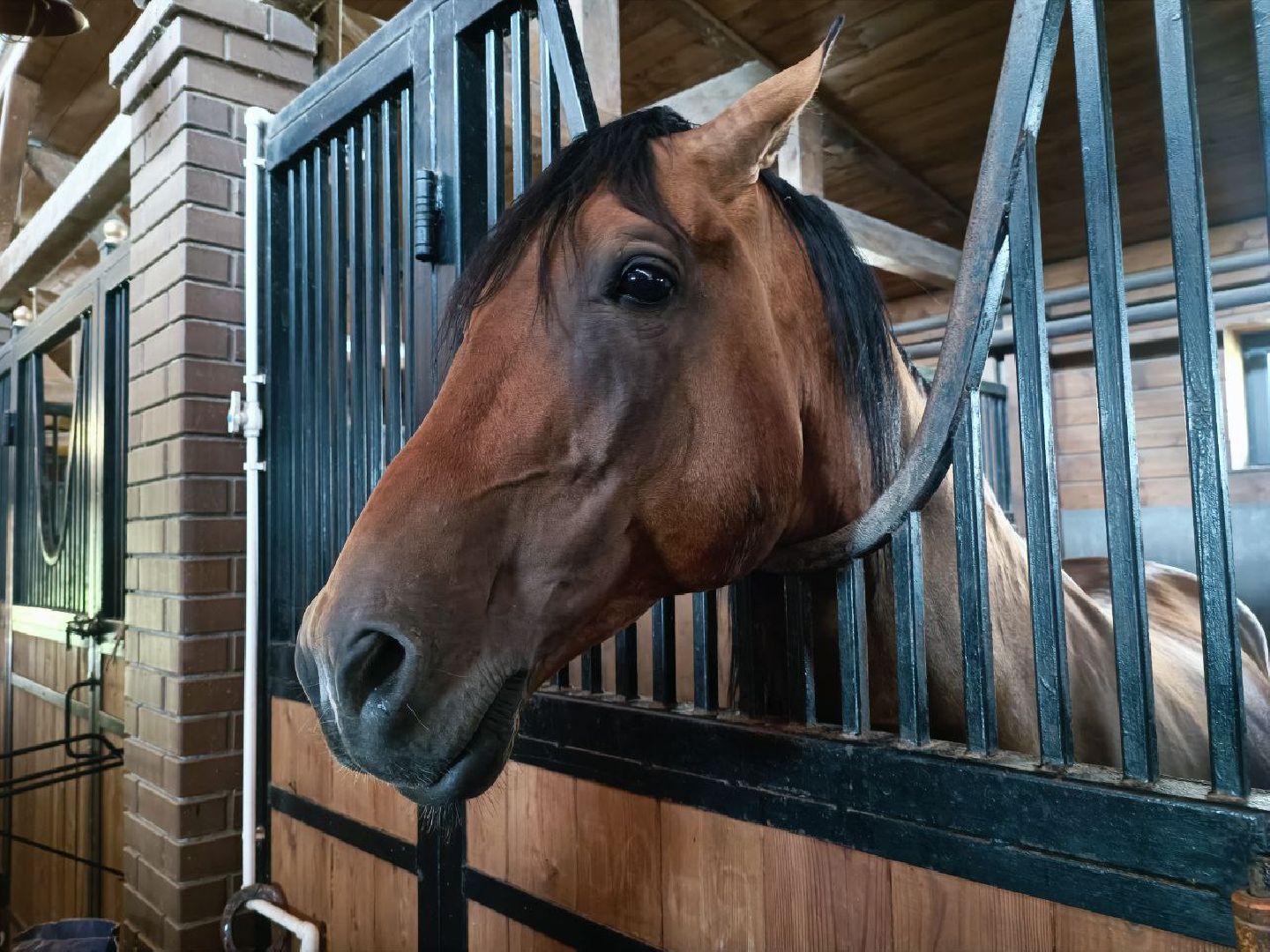 Можайск, Можайский городской округ, Подмосковье, сыр, сыроварня, экоранчо, агротуристический комплекс, туризм