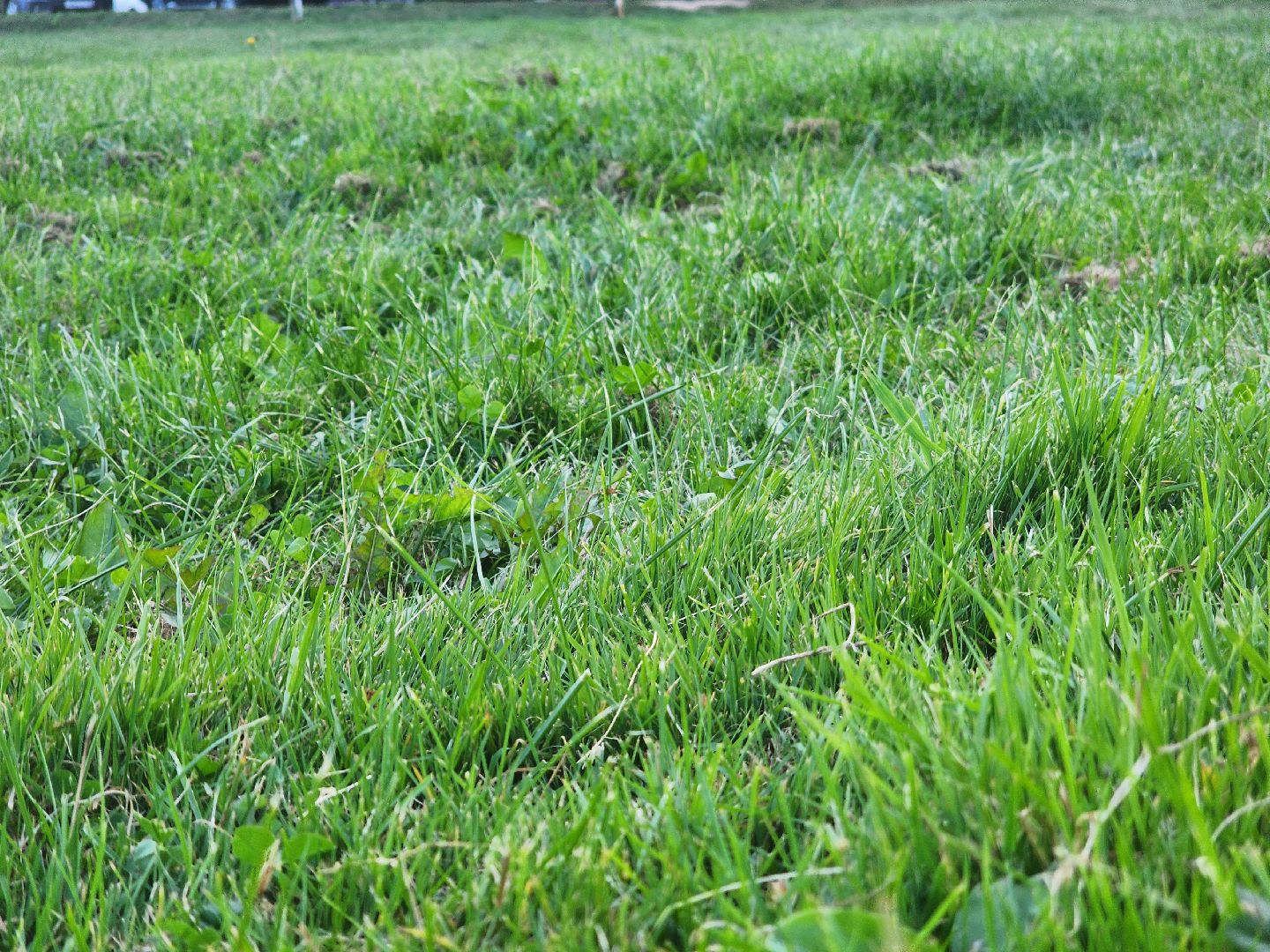 Павловский Посад, городской округ Павловский Посад, станция, люди, покос травы, газон, благоустройство