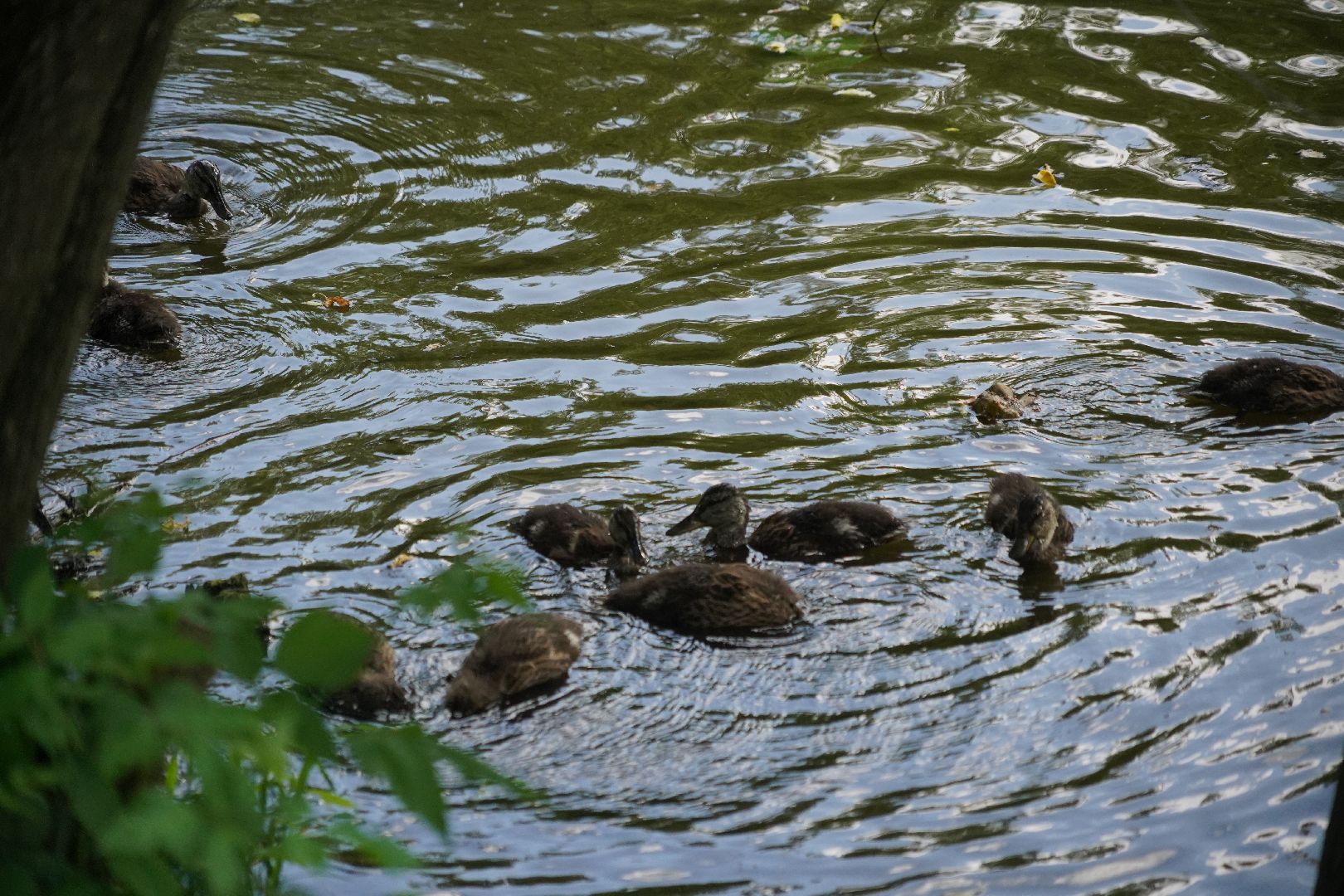 Егорьевск, Гуслица, утки