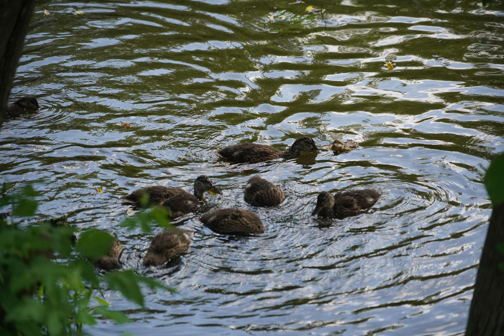 Егорьевск, Гуслица, утки