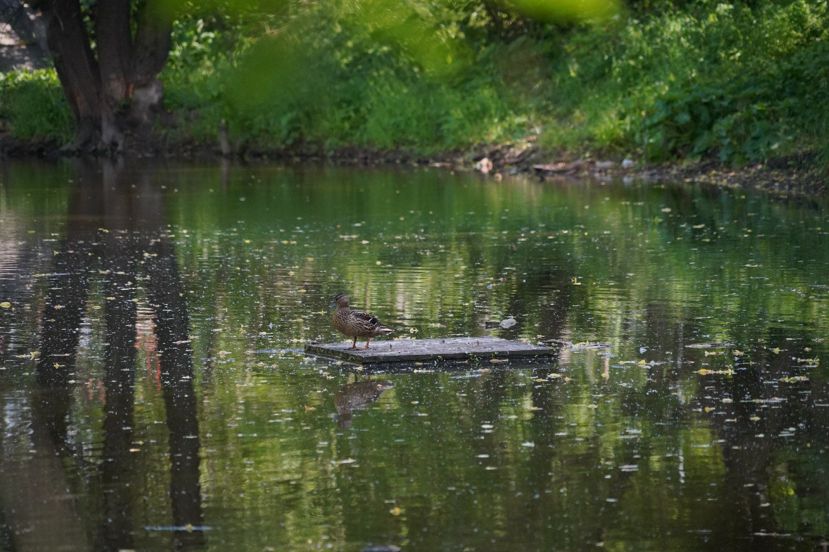 Егорьевск, Гуслица, утки