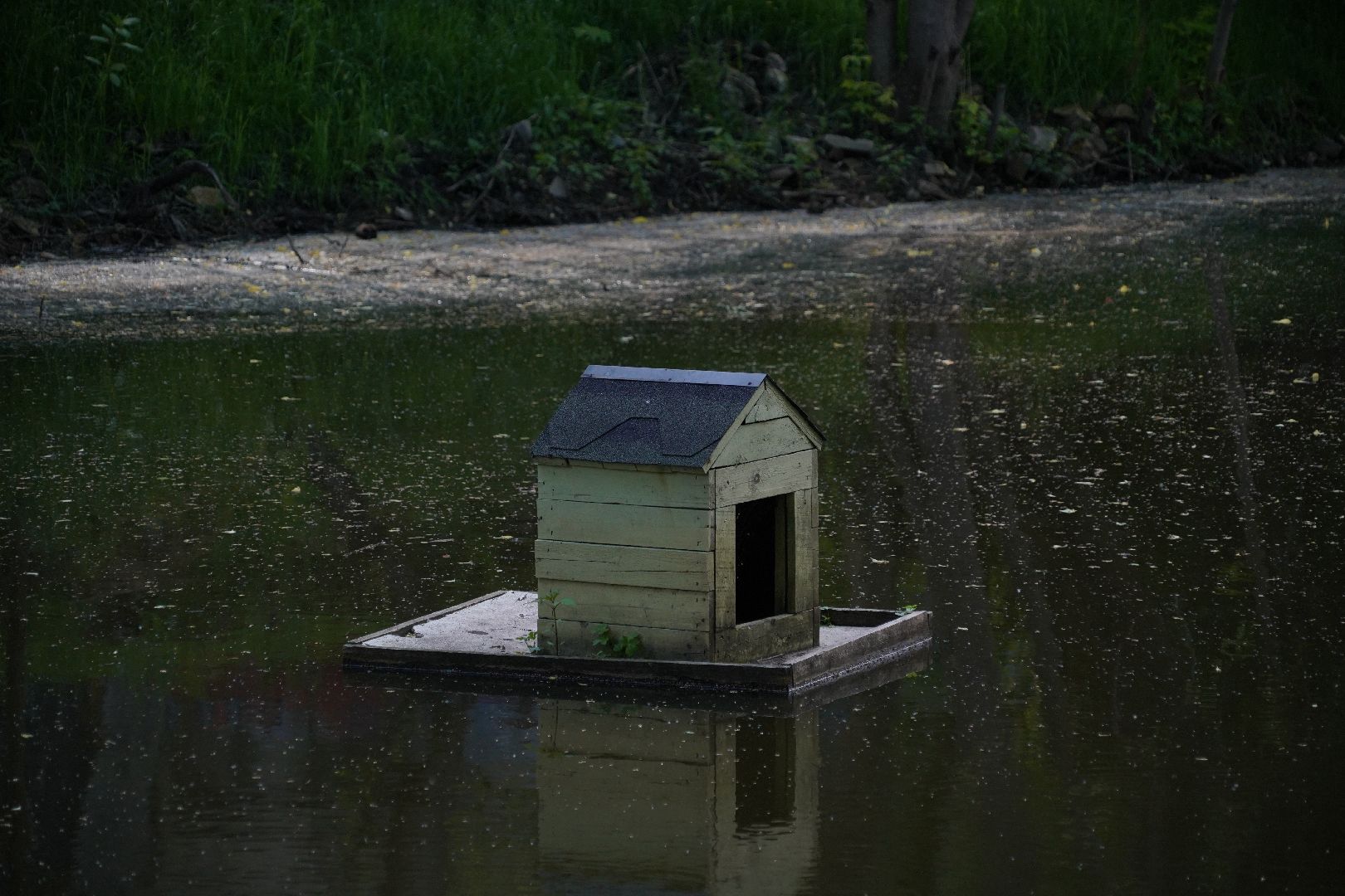 Егорьевск, Гуслица, утки