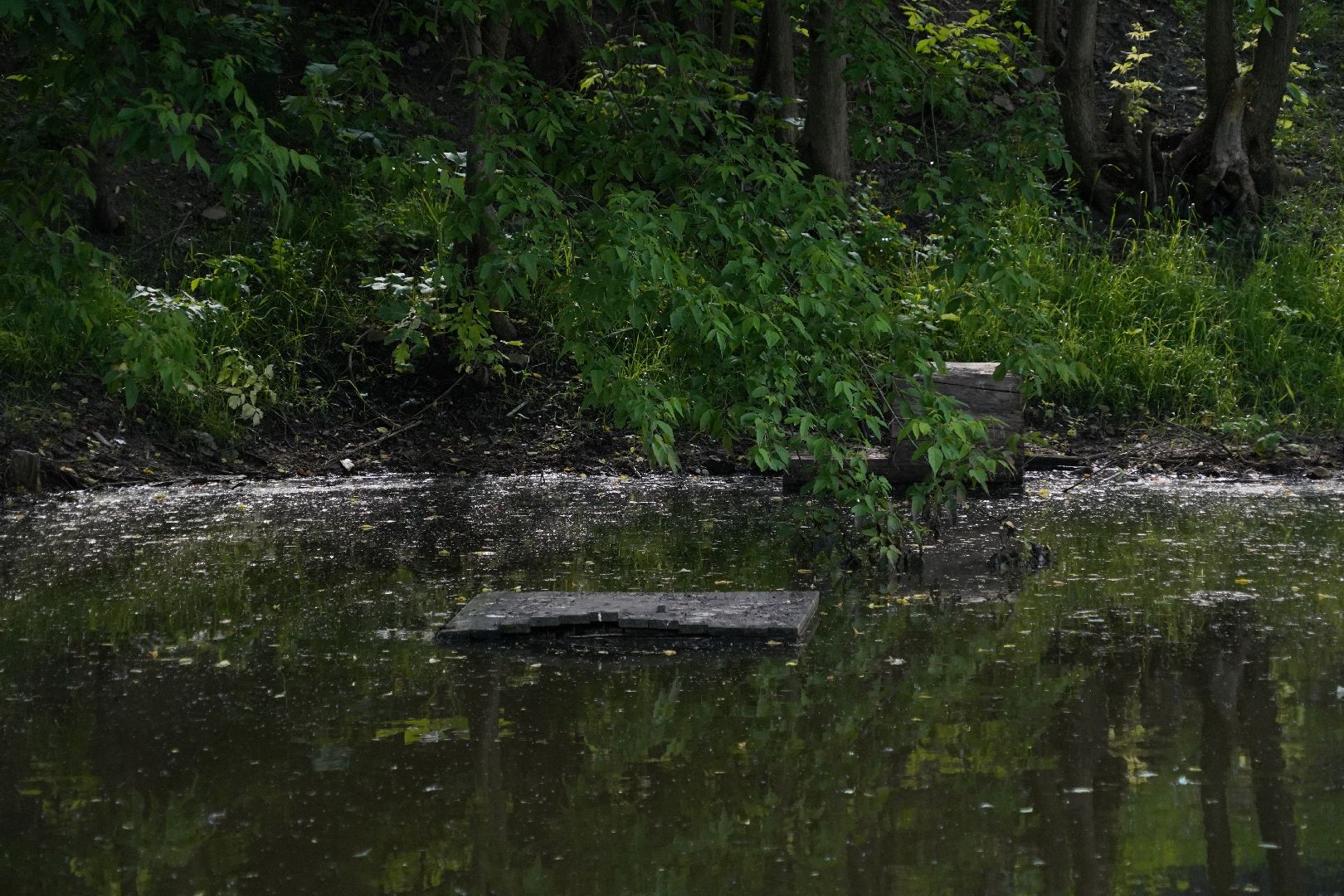 Егорьевск, Гуслица, утки