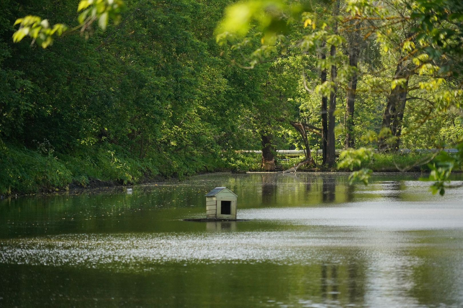 Егорьевск, Гуслица, утки