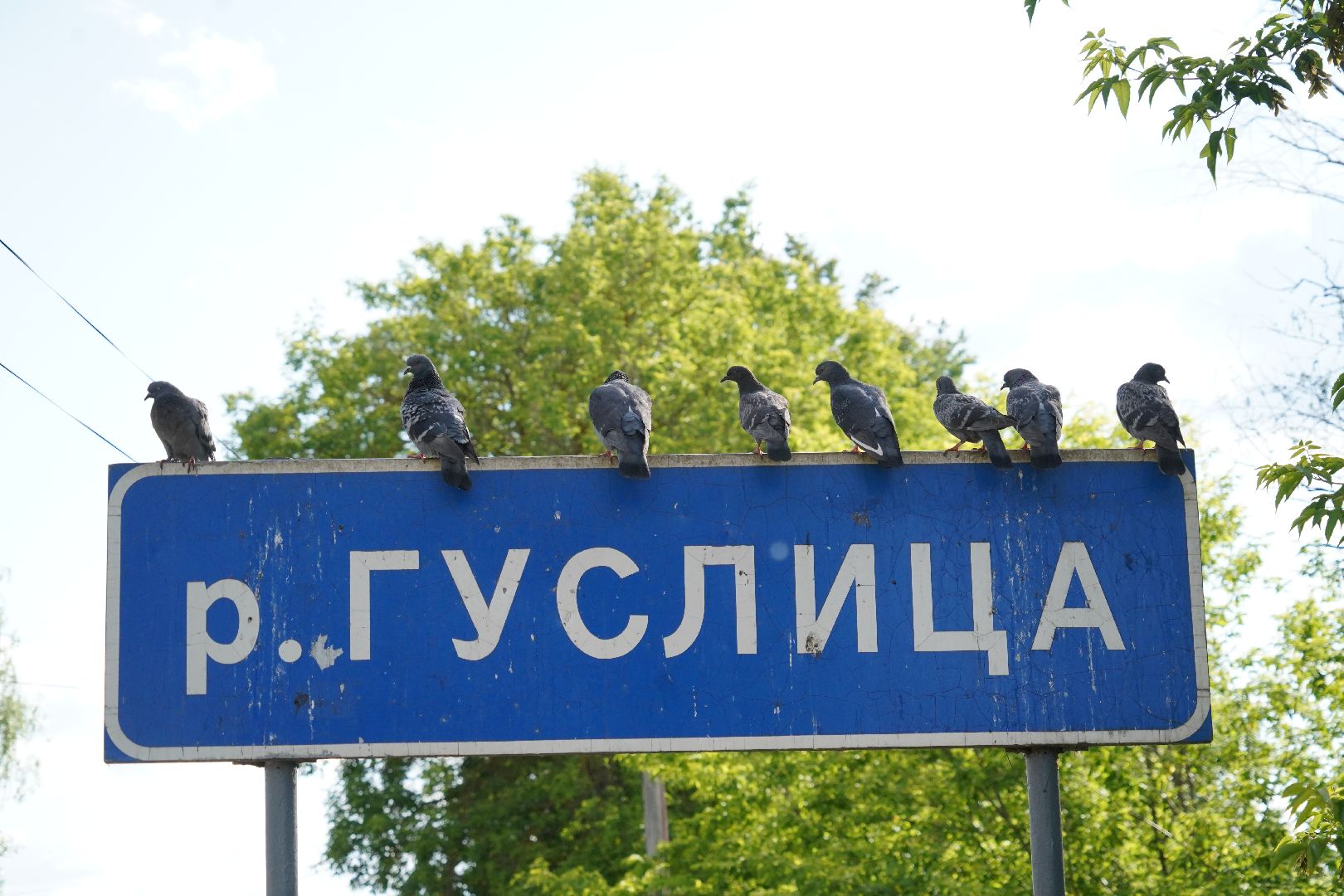 Егорьевск, Гуслица, утки