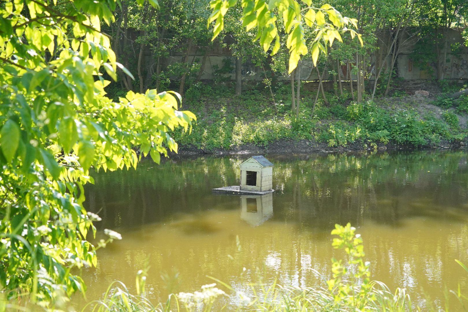 Егорьевск, Гуслица, утки