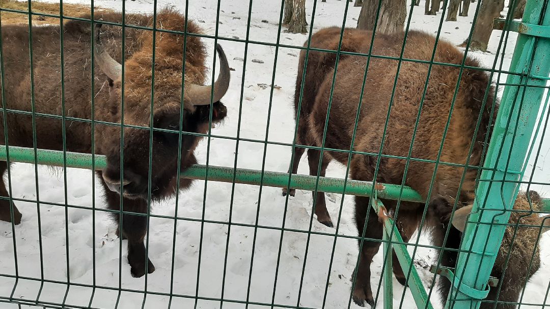 Серпухов, общество