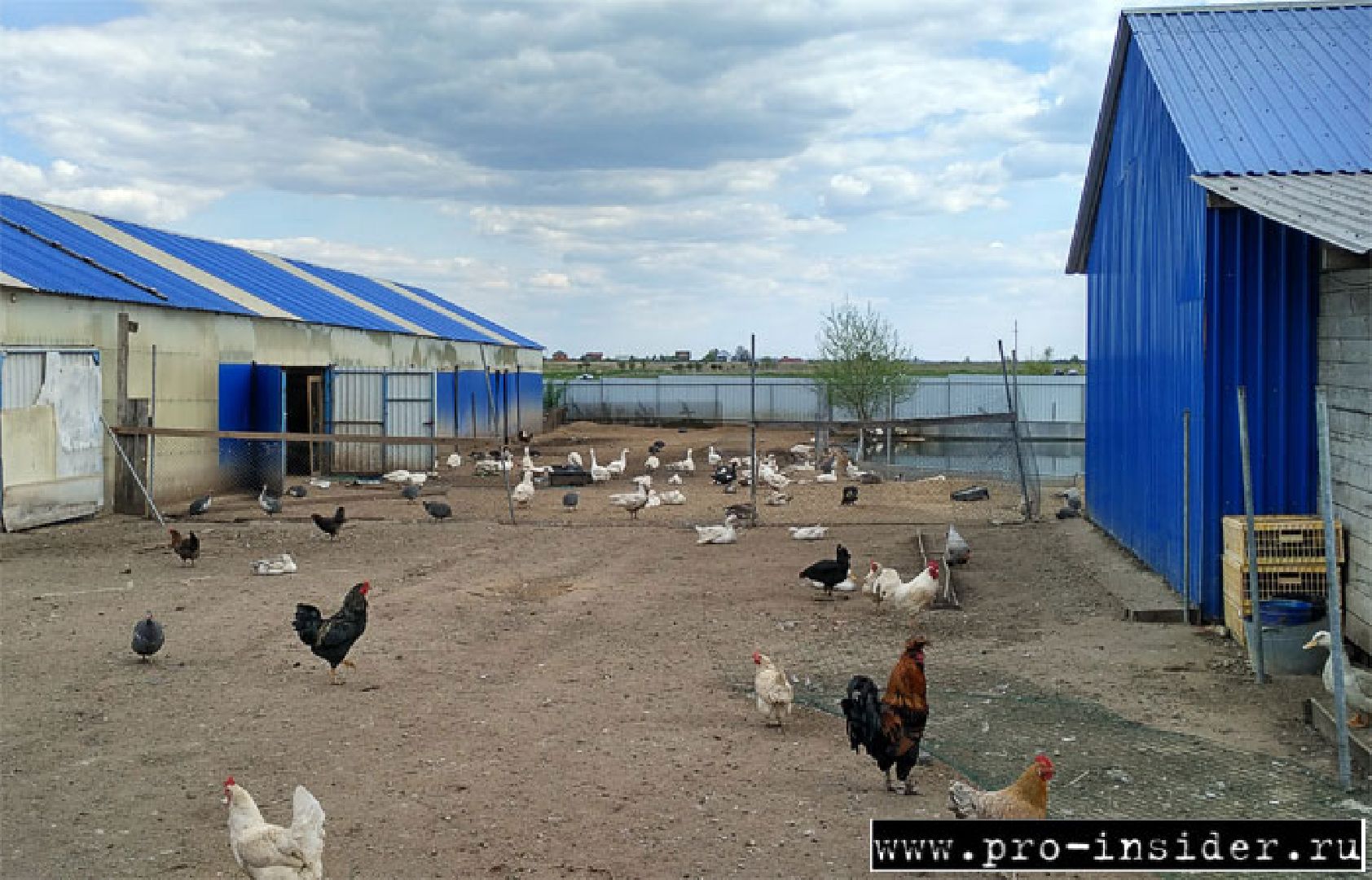 Звенигород, экономика, эко-продукция, фермерстао