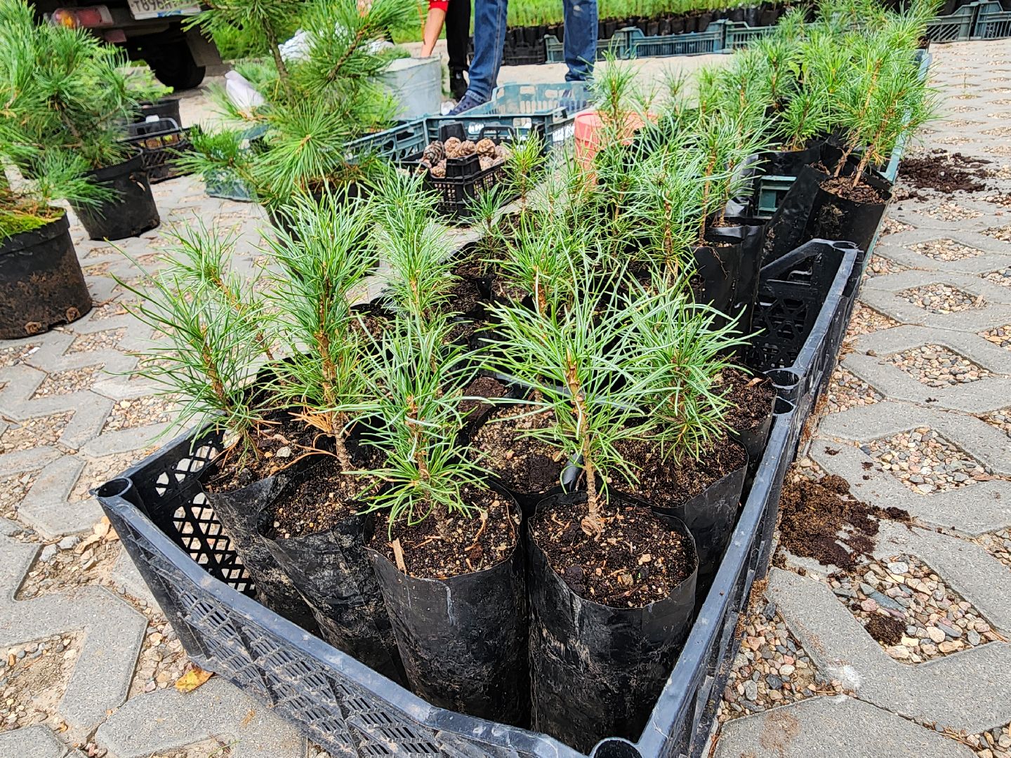 Питомник Хотьково. раздача кедра, Мытищи, лесопарк