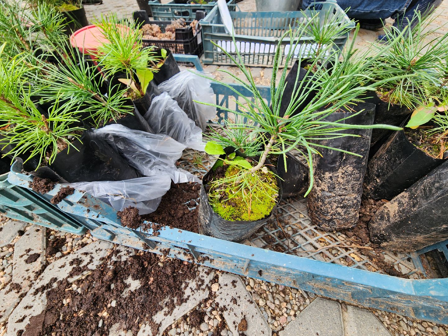 Питомник Хотьково. раздача кедра, Мытищи, лесопарк