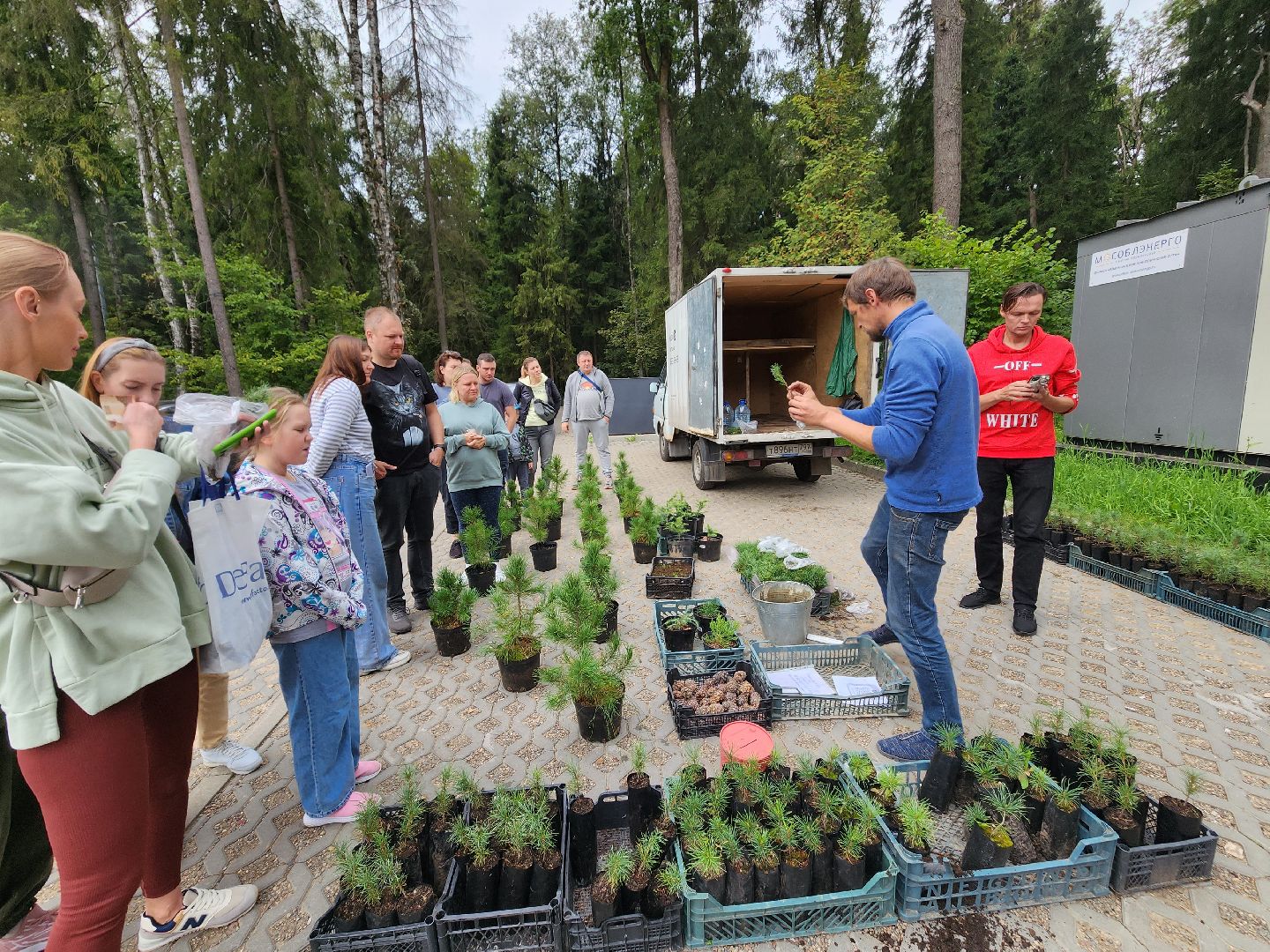 Питомник Хотьково. раздача кедра, Мытищи, лесопарк