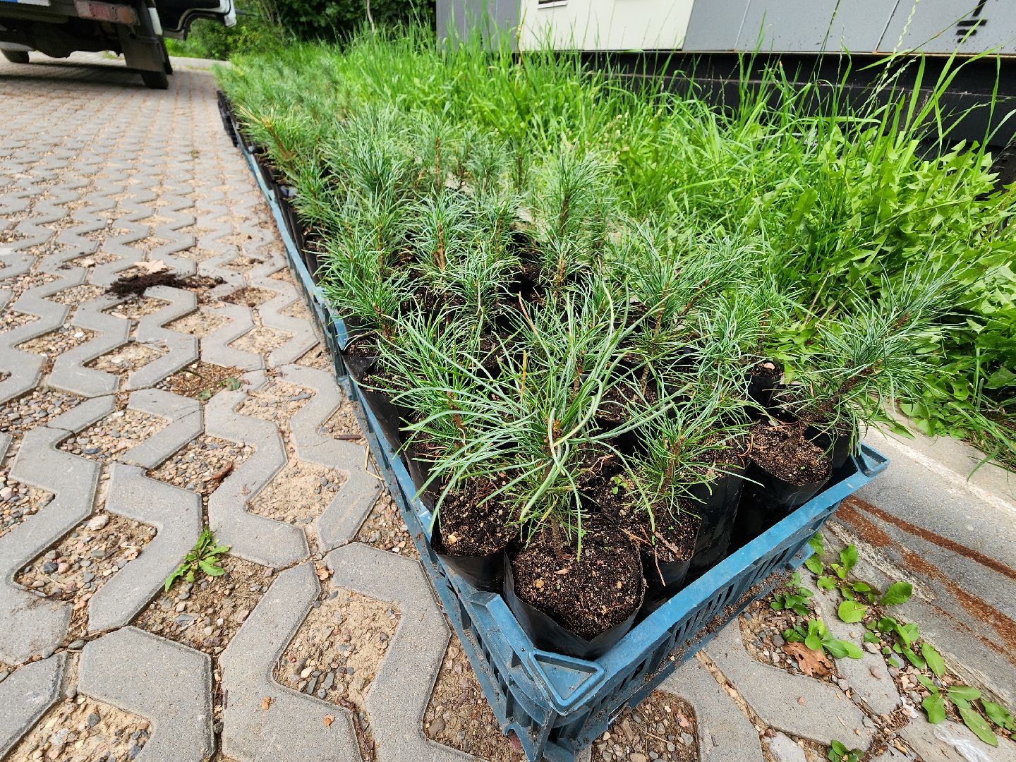 Питомник Хотьково. раздача кедра, Мытищи, лесопарк