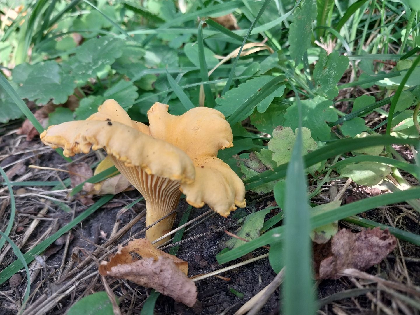 Коломна, грибы, грибной сезон, лес