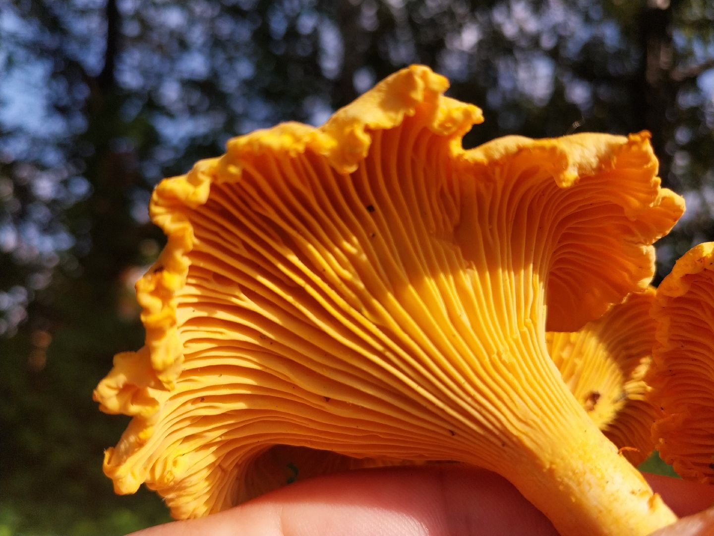 Коломна, грибы, грибной сезон, лес