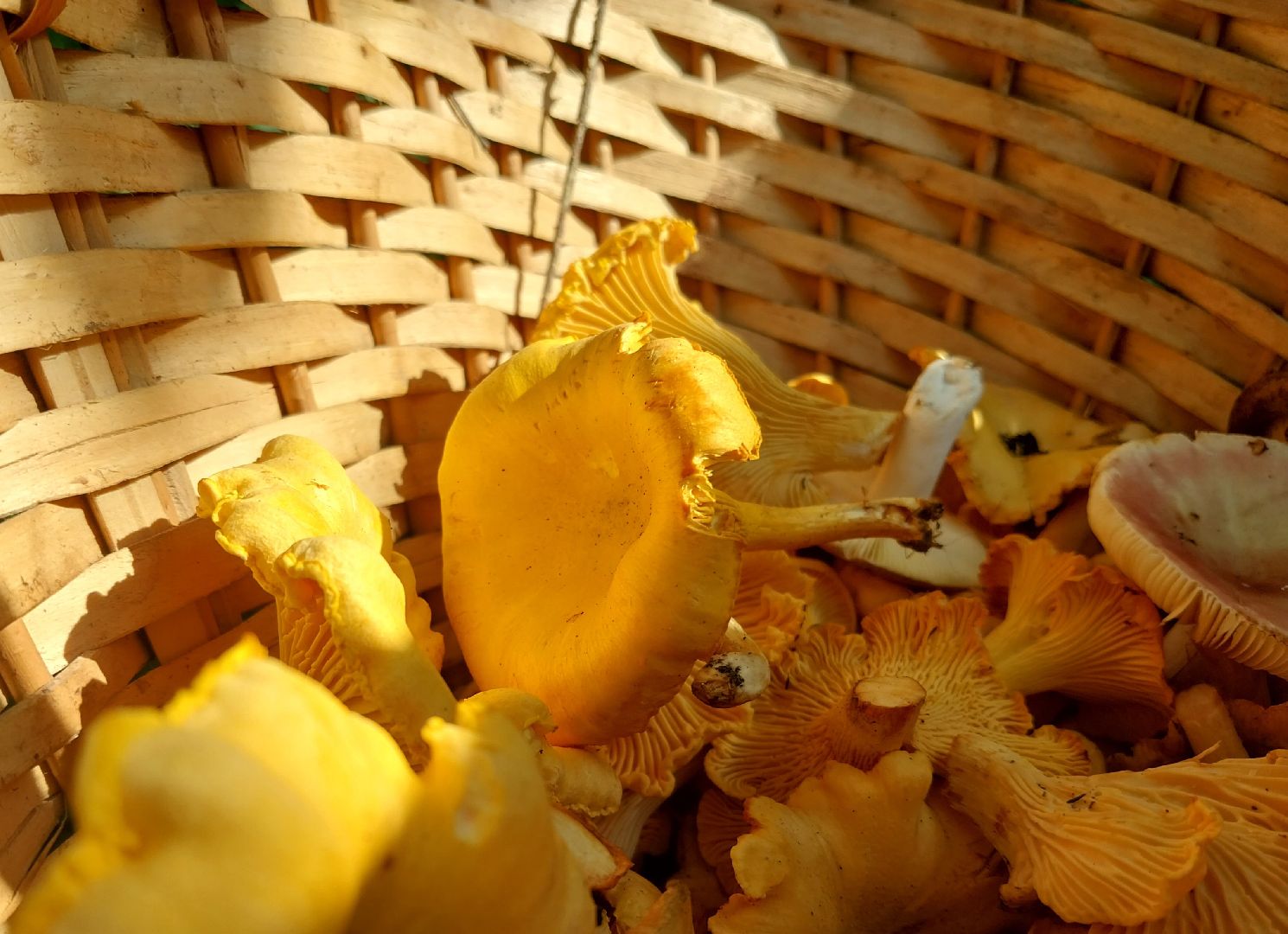 Коломна, грибы, грибной сезон, лес