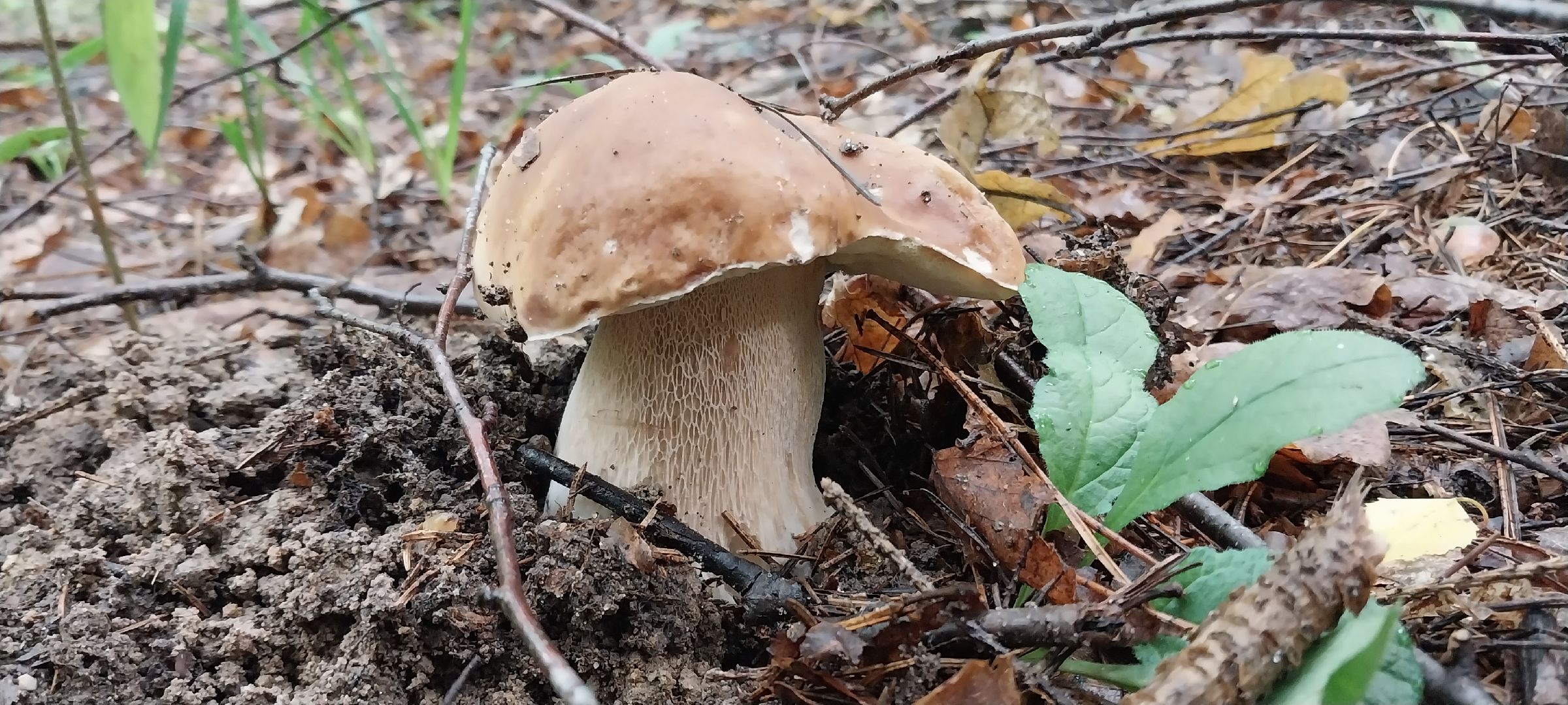 Коломна, грибы, грибной сезон, лес