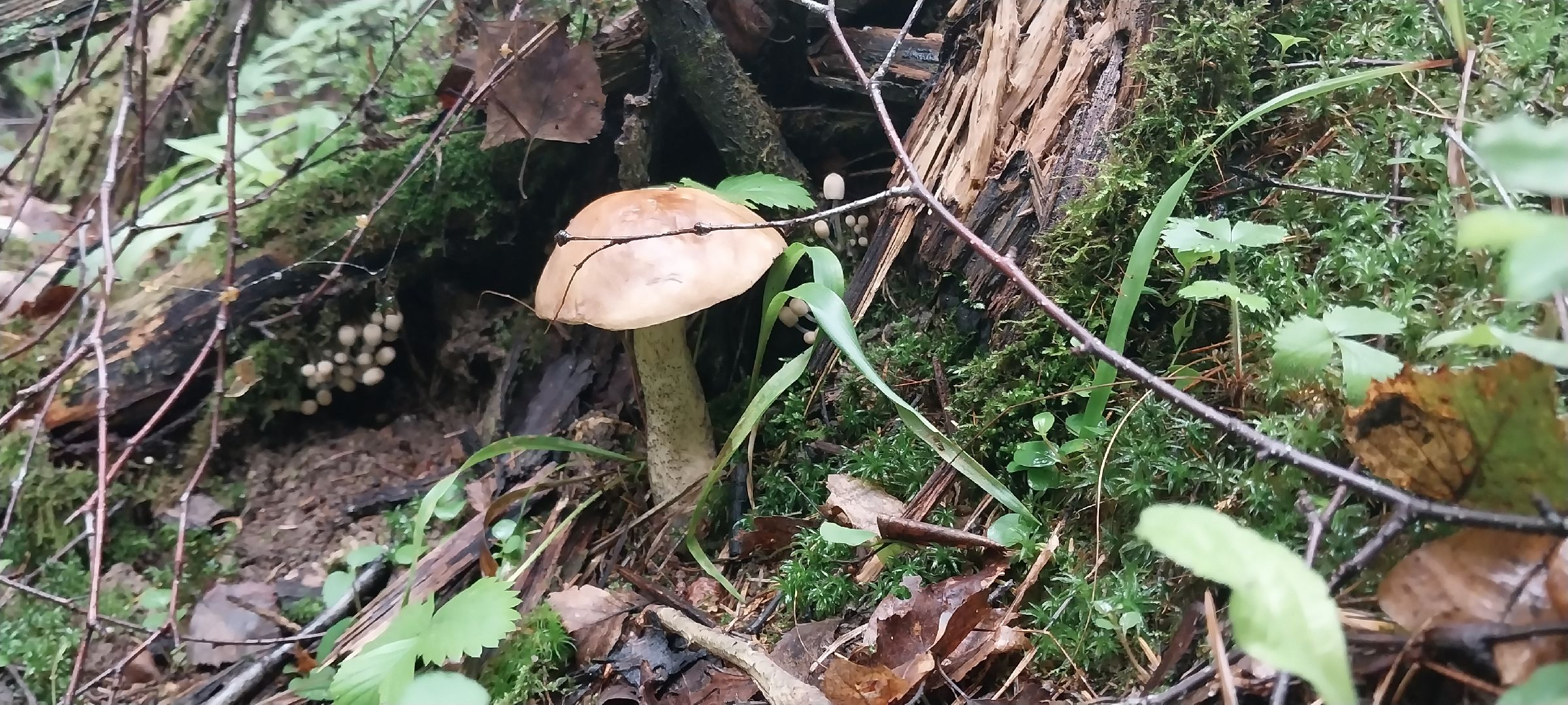 Коломна, грибы, грибной сезон, лес