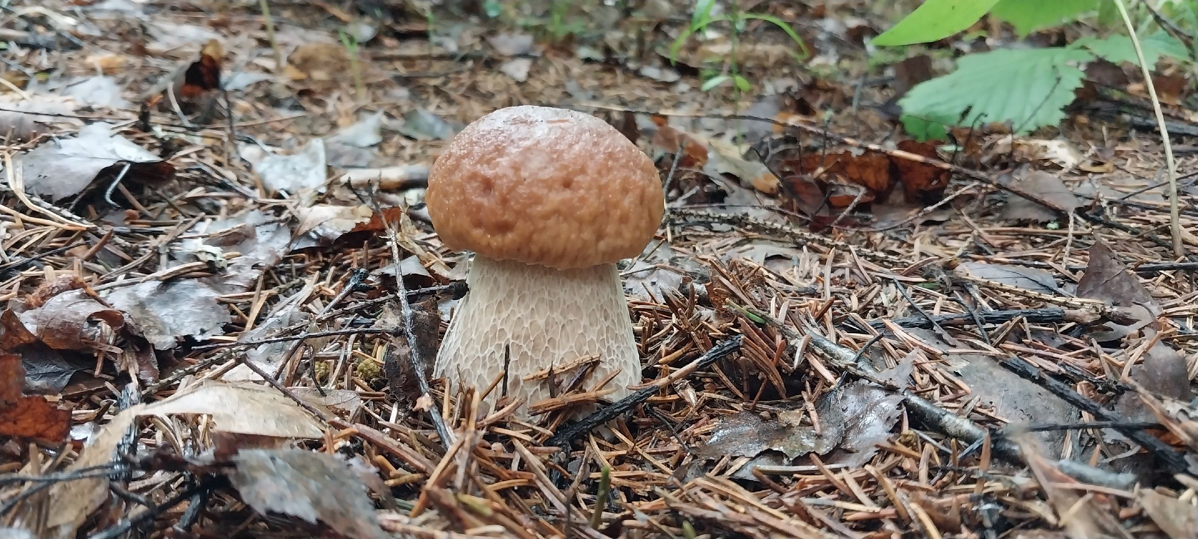 Коломна, грибы, грибной сезон, лес