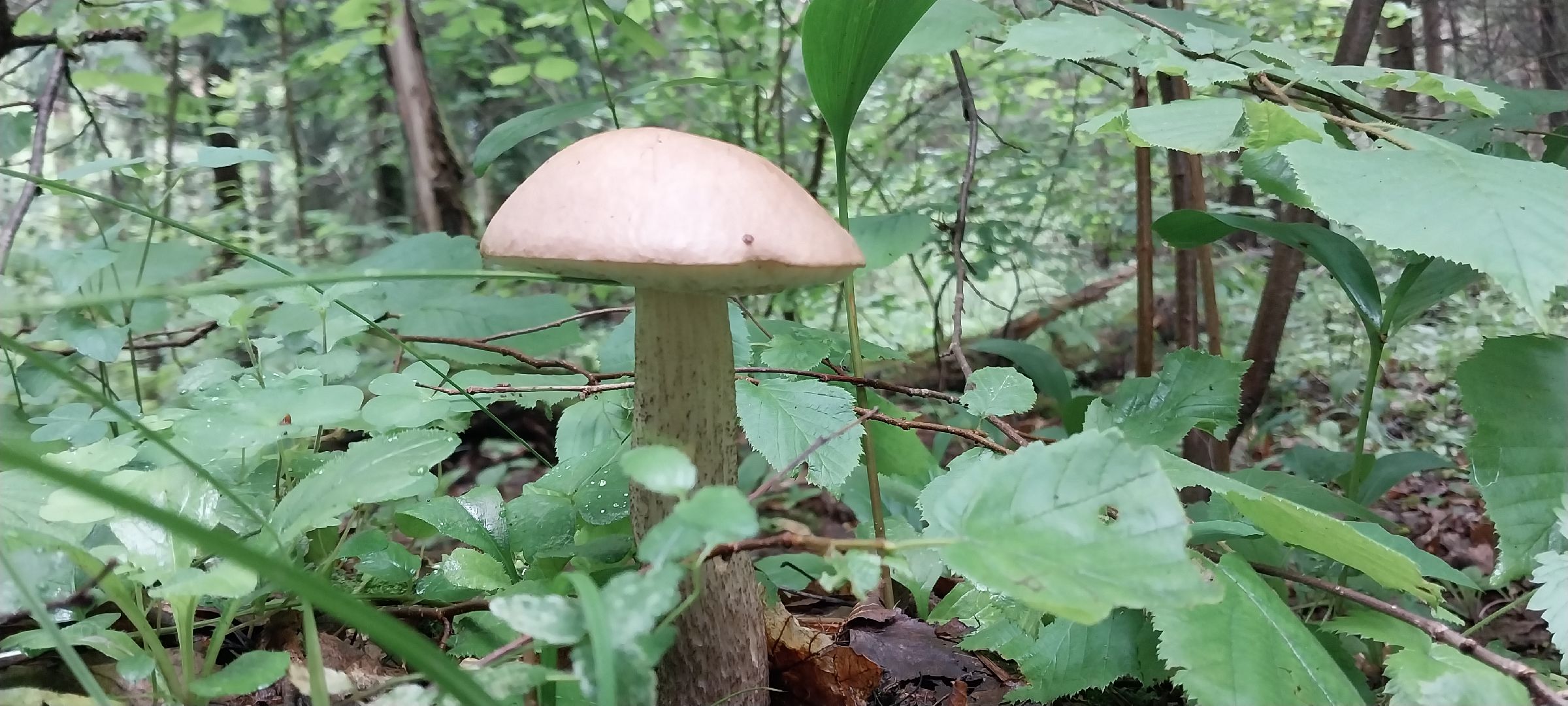 Коломна, грибы, грибной сезон, лес