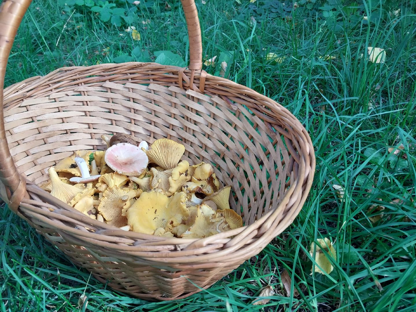 Коломна, грибы, грибной сезон, лес