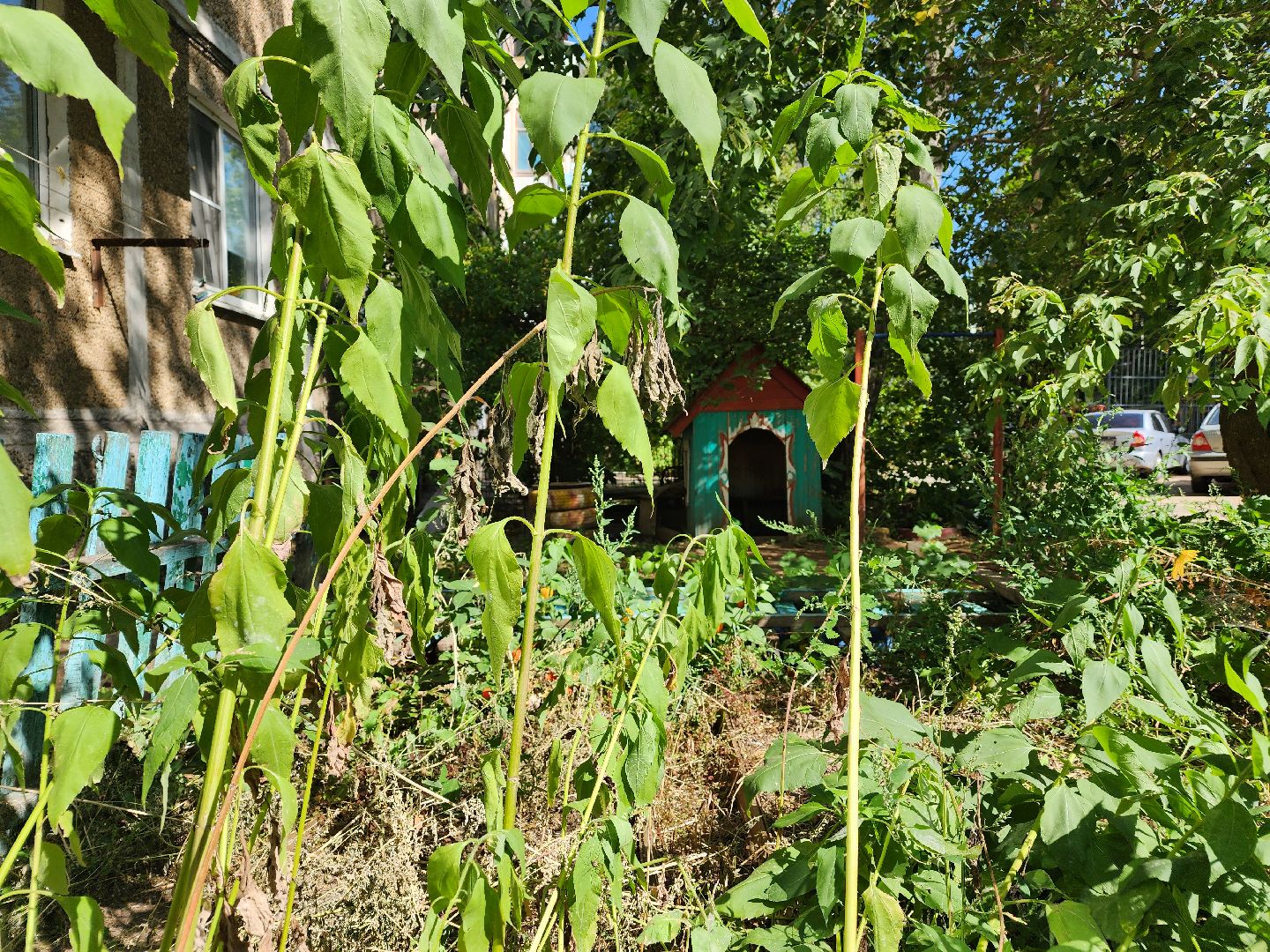 Егорьевск, домик, двор, дети,