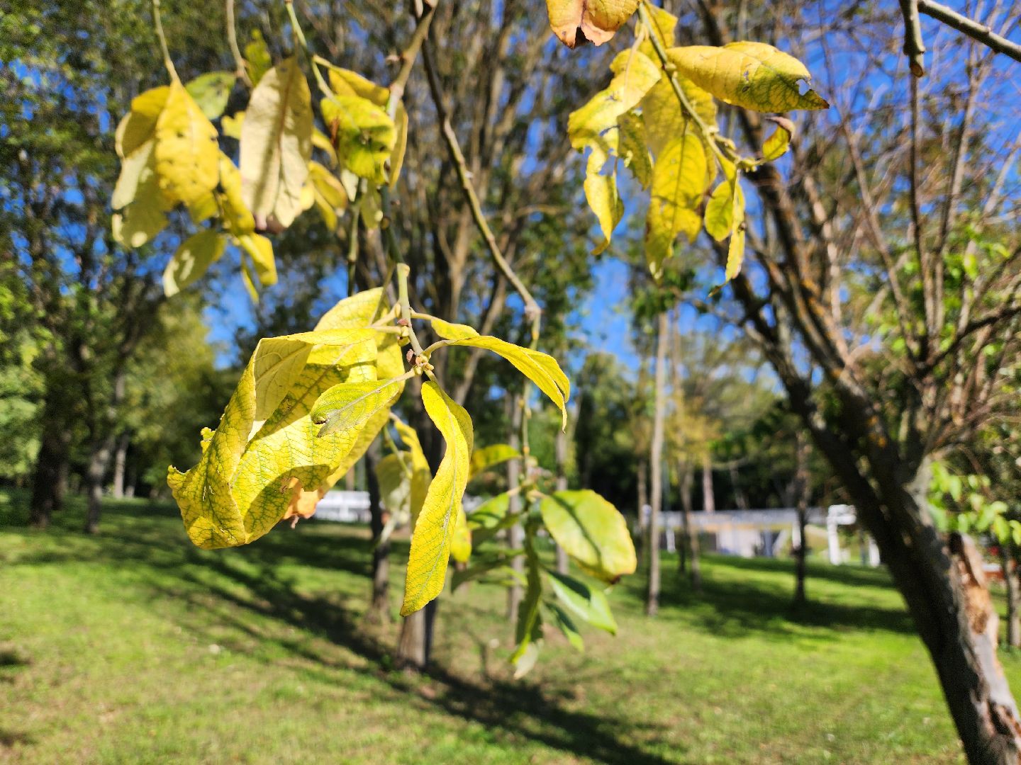 осень, погода, деревья, береза