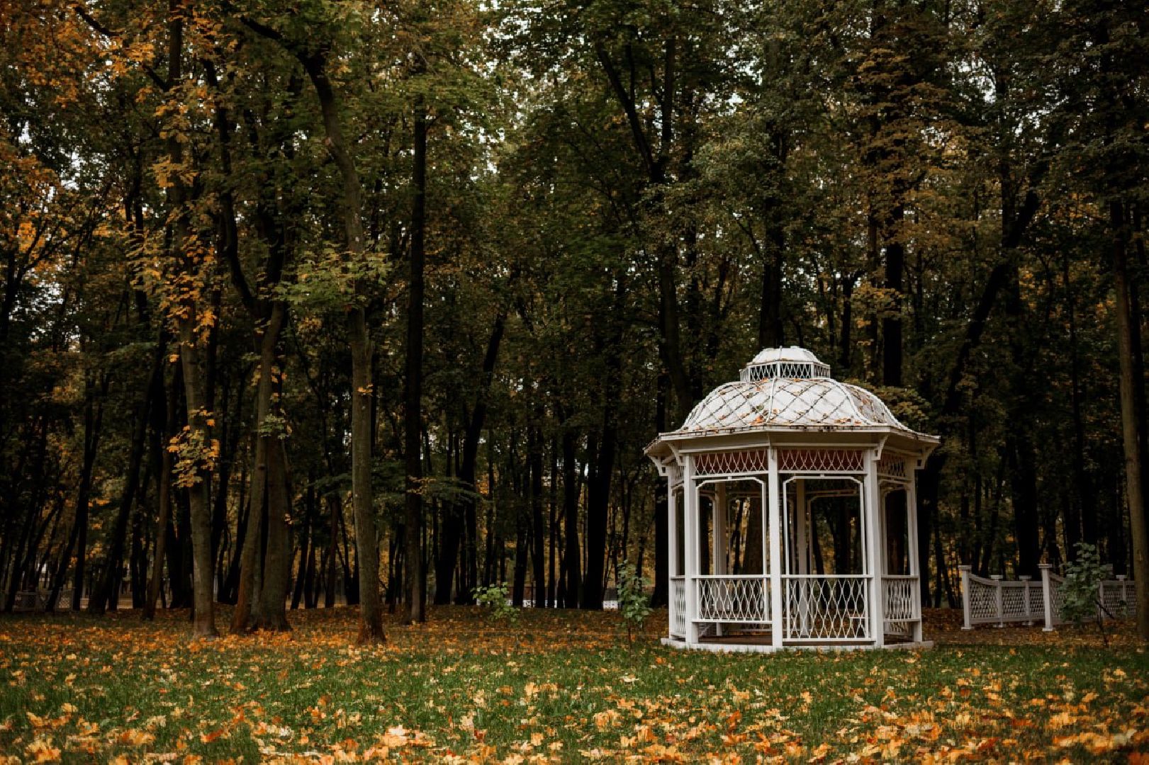 осень, погода, деревья, береза