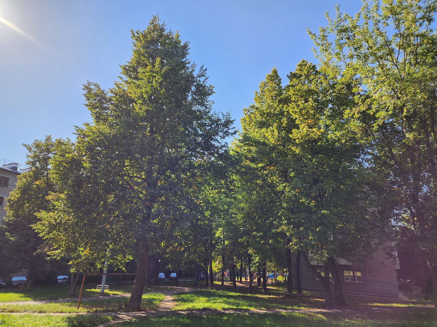 осень, погода, деревья, береза