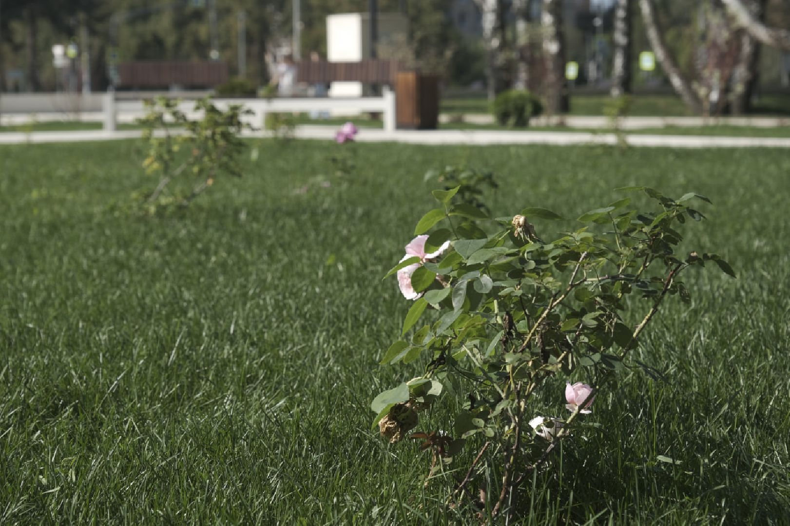 Пущино, благоустройство