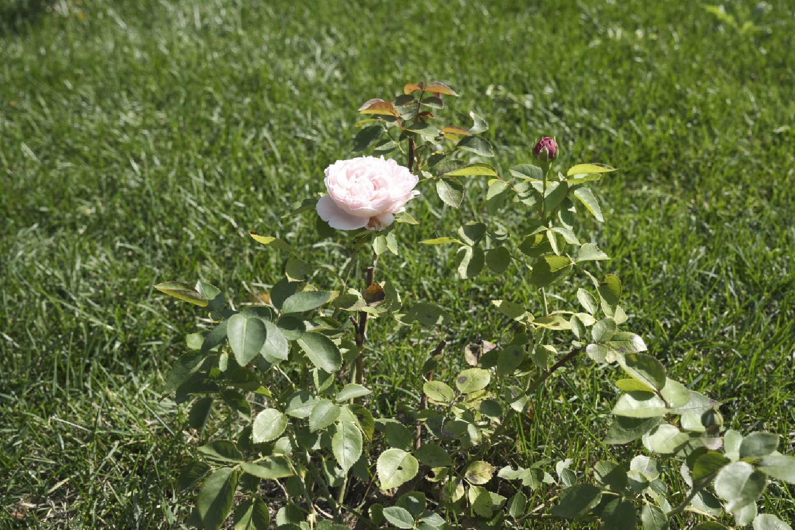 Пущино, благоустройство