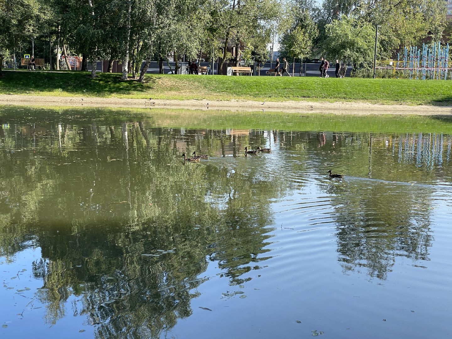 Пруд, благоустройство, пруд, жители