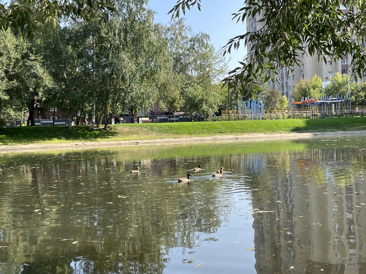 Пруд, благоустройство, пруд, жители