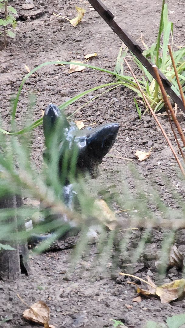 Долгопрудный, цветник, благоустройство