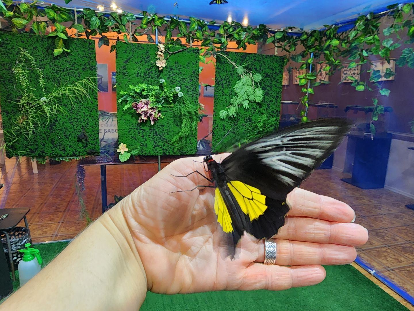 Раменское, культура, выставка экзотических бабочек, что пьют бабочки