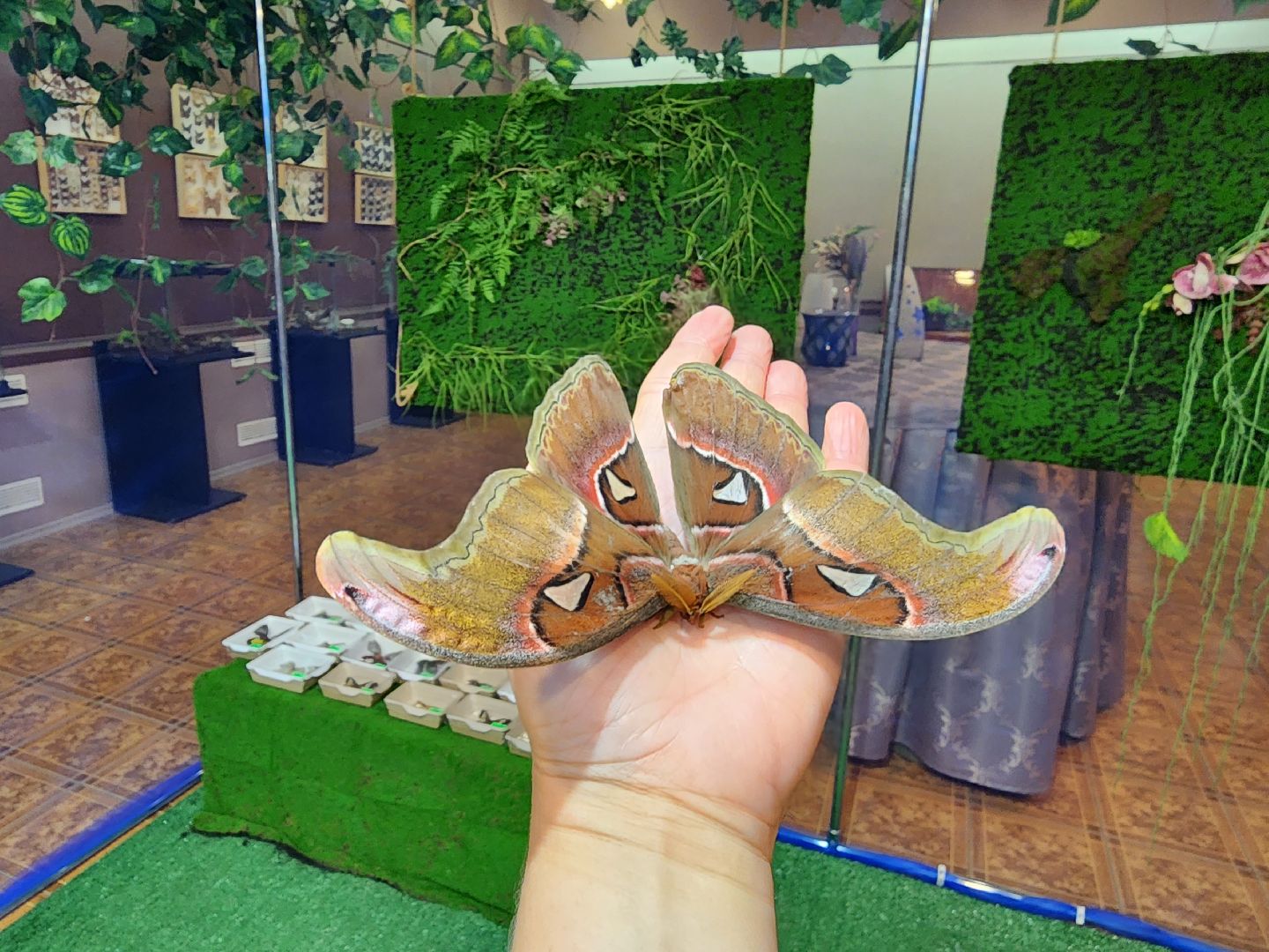 Раменское, культура, выставка экзотических бабочек, что пьют бабочки