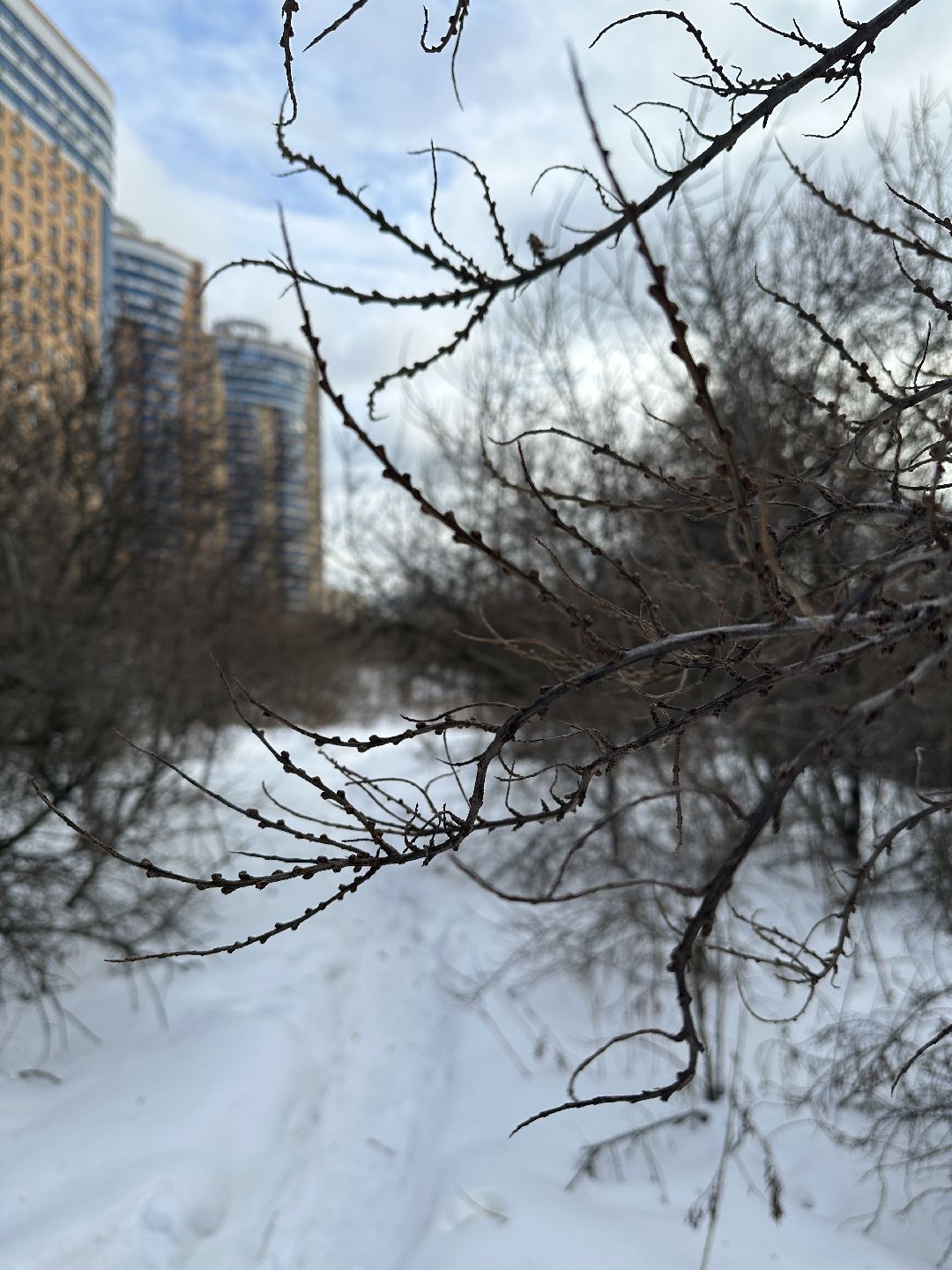 благоустройство, парк, арт-объект, деревья, облепиха, облепиховый сад, Реутов