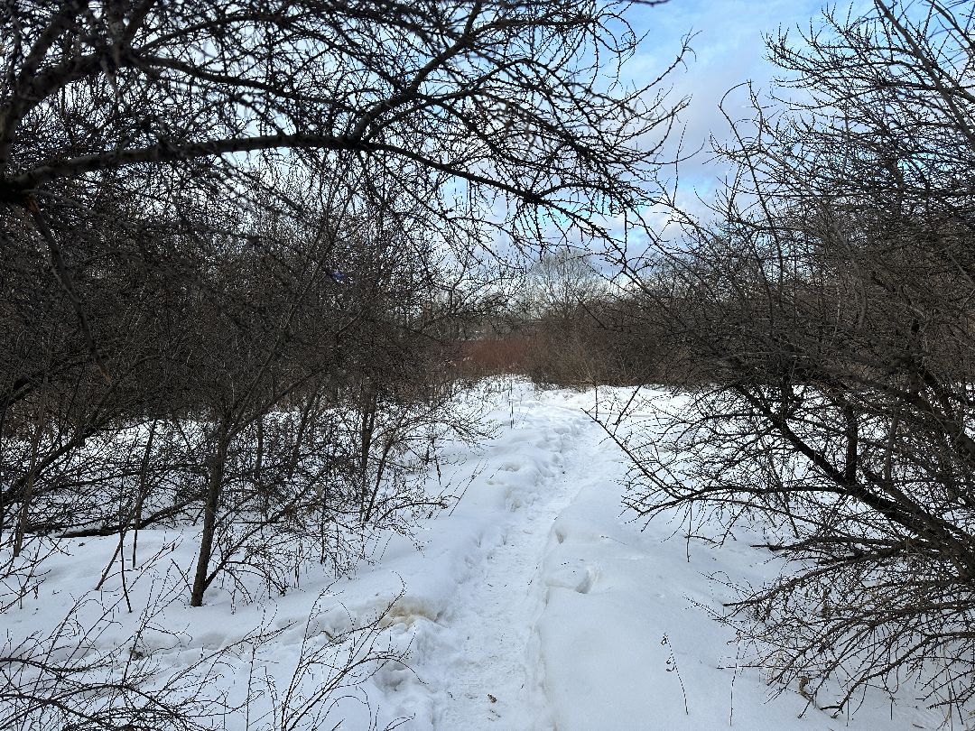 благоустройство, парк, арт-объект, деревья, облепиха, облепиховый сад, Реутов