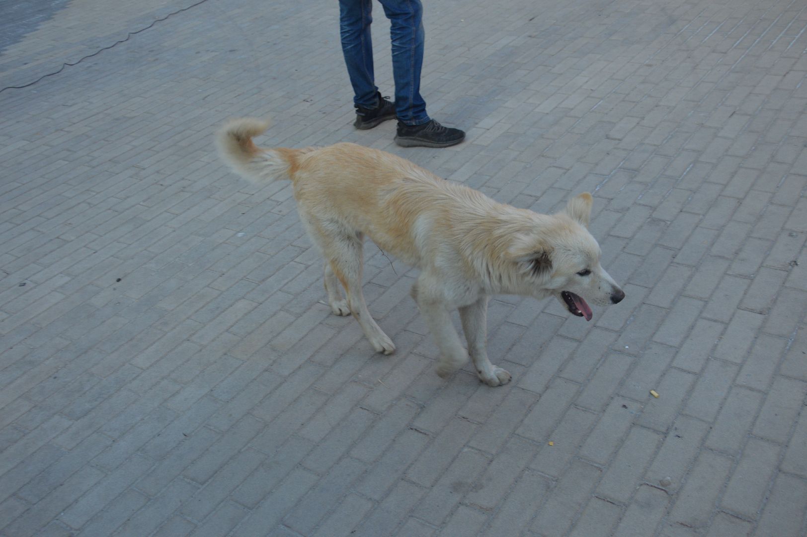 Шатура, альмаматер, уличный концентр, массовые мероприятия, народные гуляния,