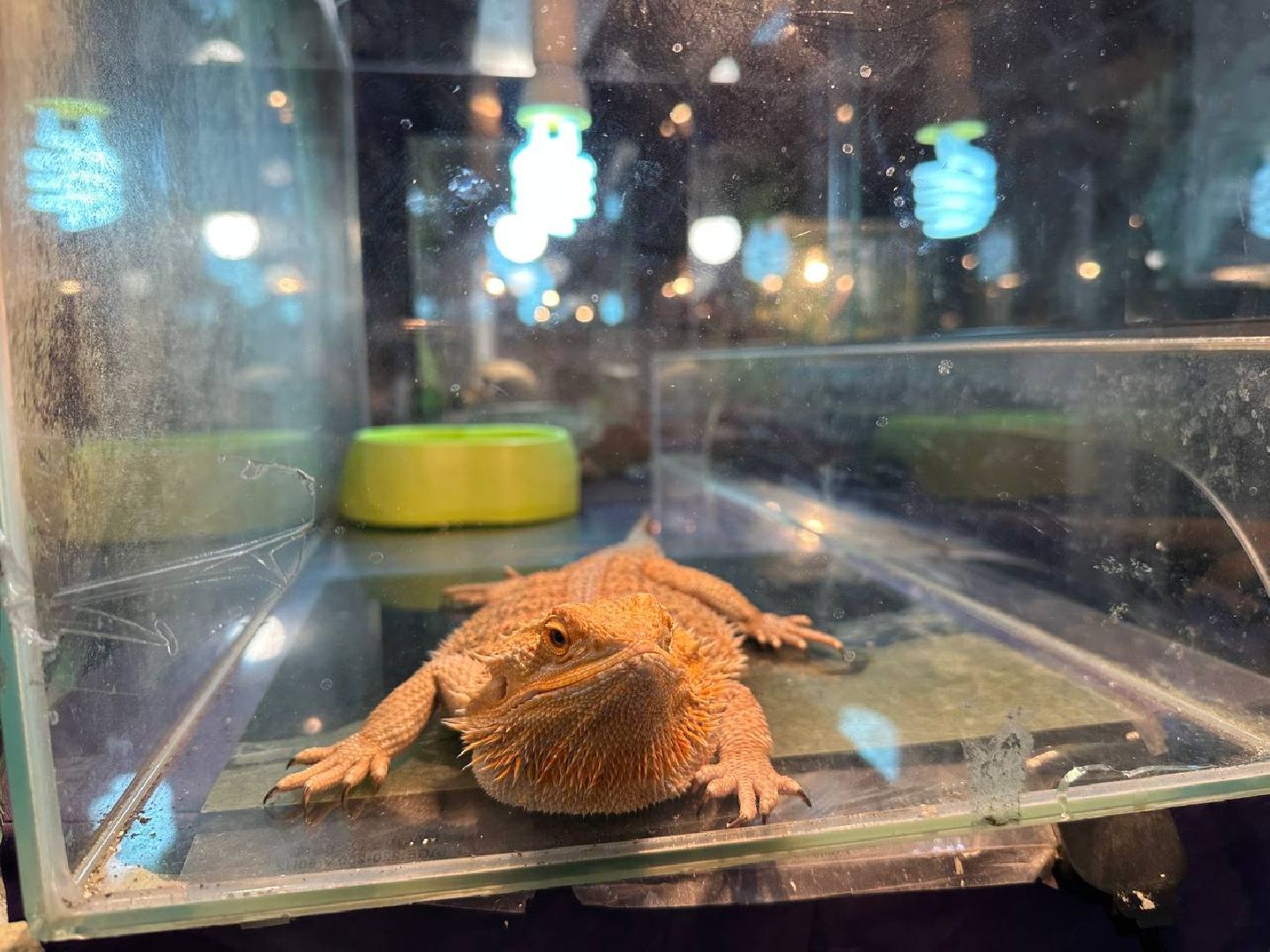 Реутов, выставки, музей, пауки, тарантулы, питоны