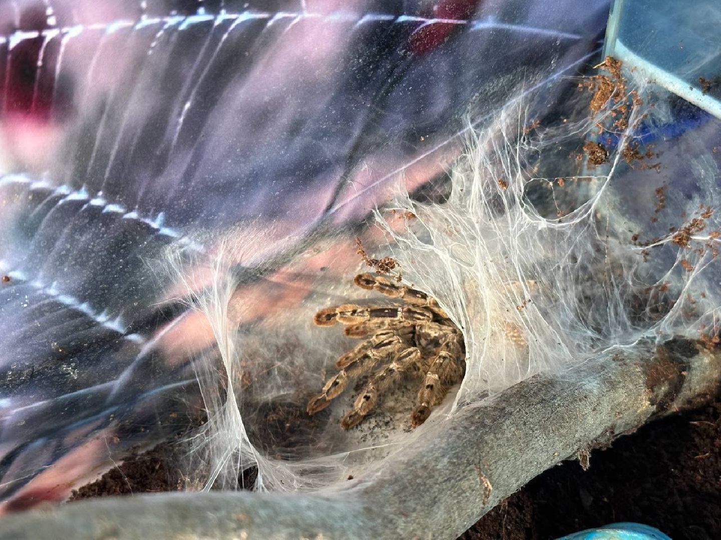 Реутов, выставки, музей, пауки, тарантулы, питоны