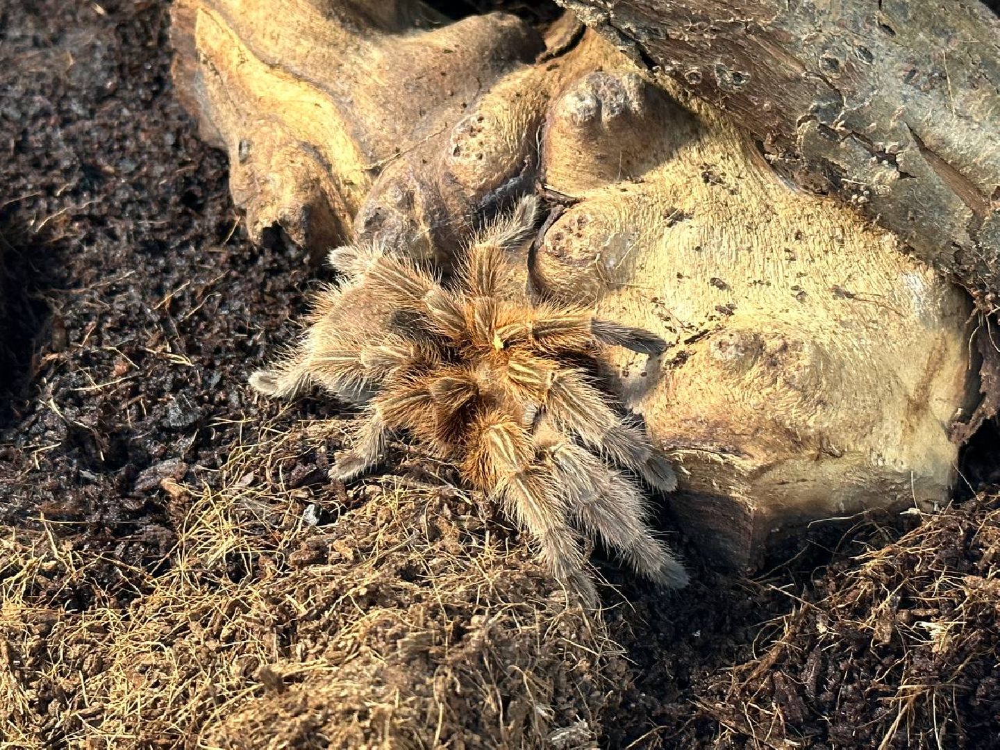 Реутов, выставки, музей, пауки, тарантулы, питоны