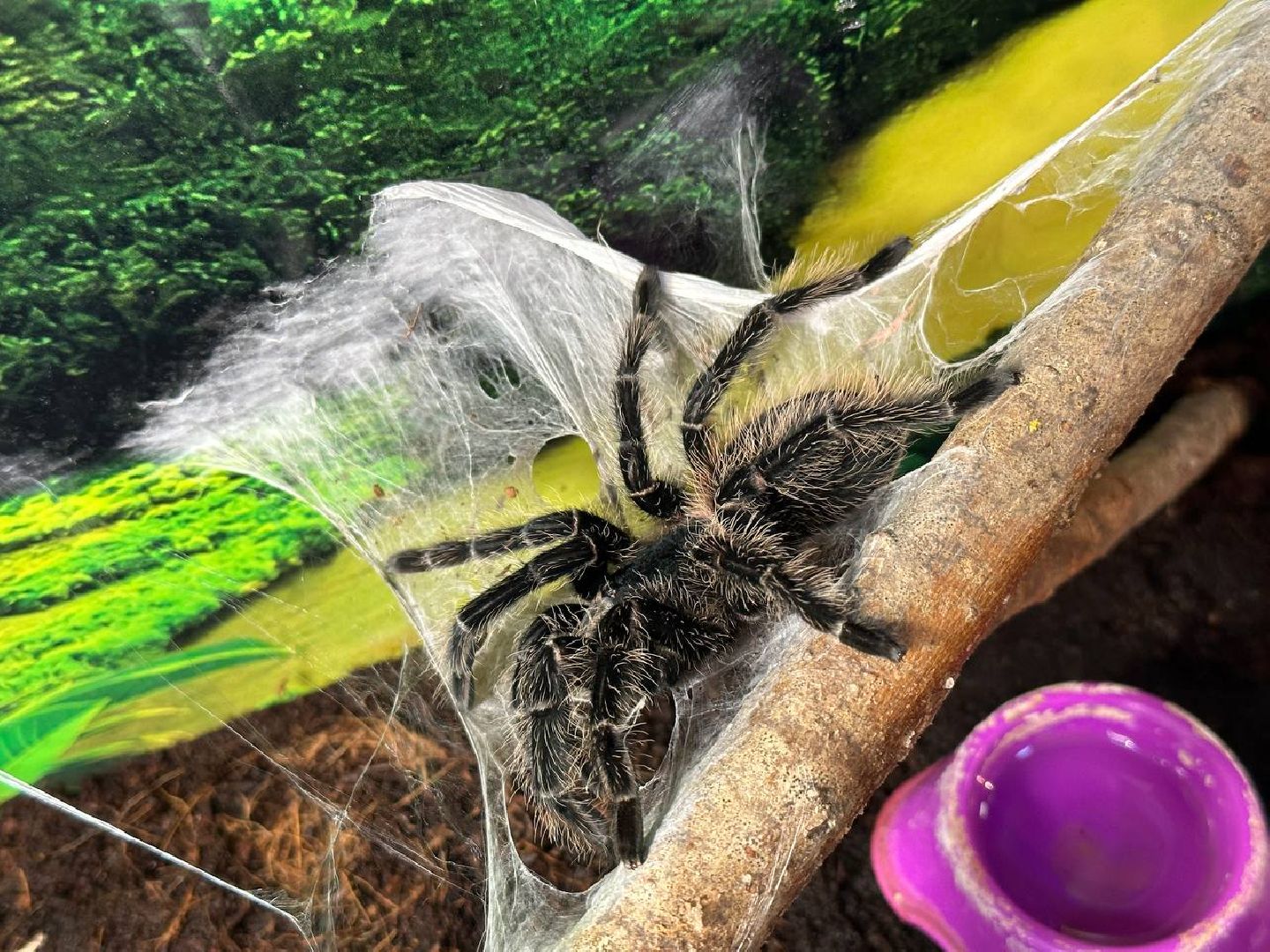 Реутов, выставки, музей, пауки, тарантулы, питоны