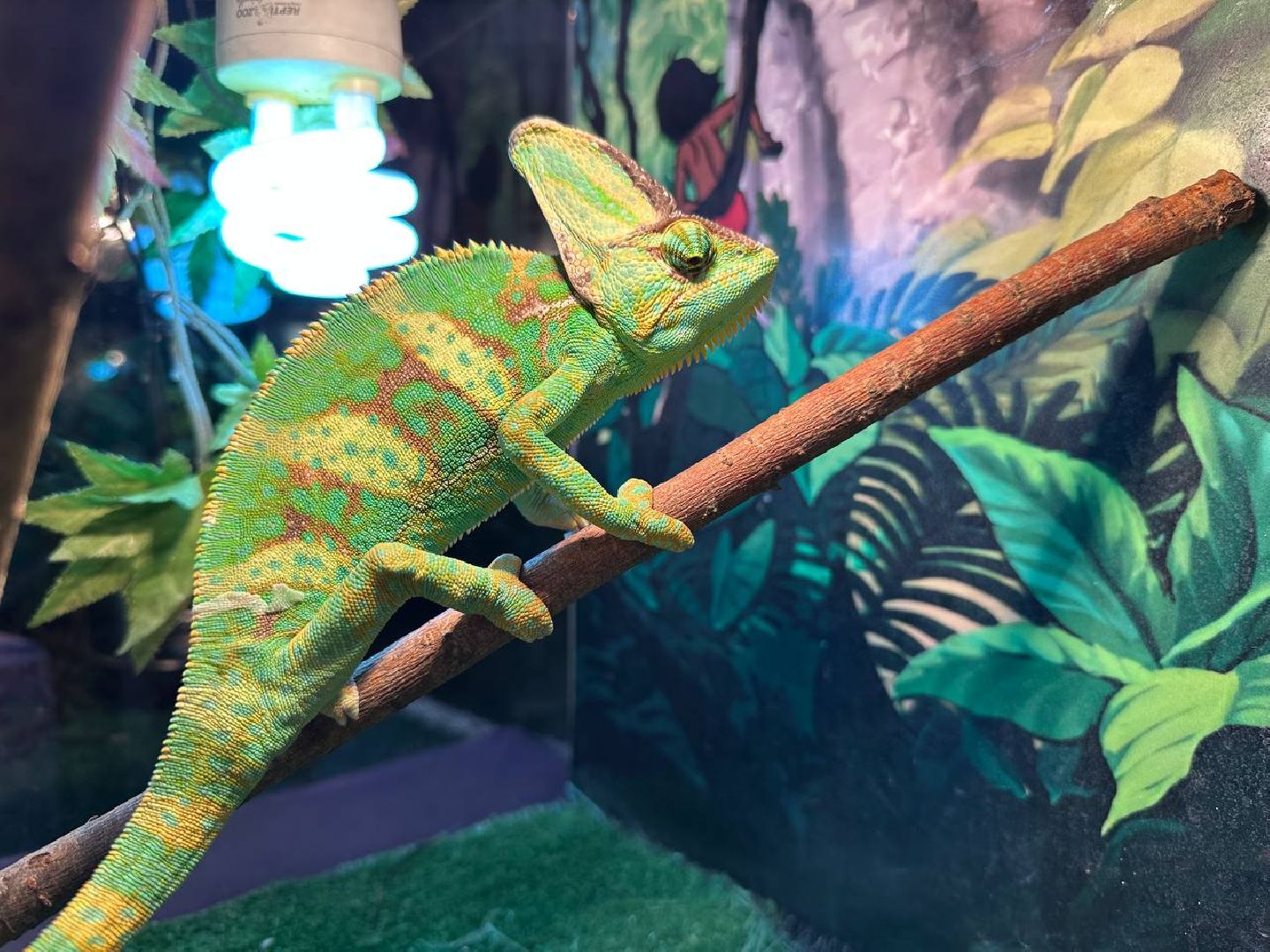 Реутов, выставки, музей, пауки, тарантулы, питоны