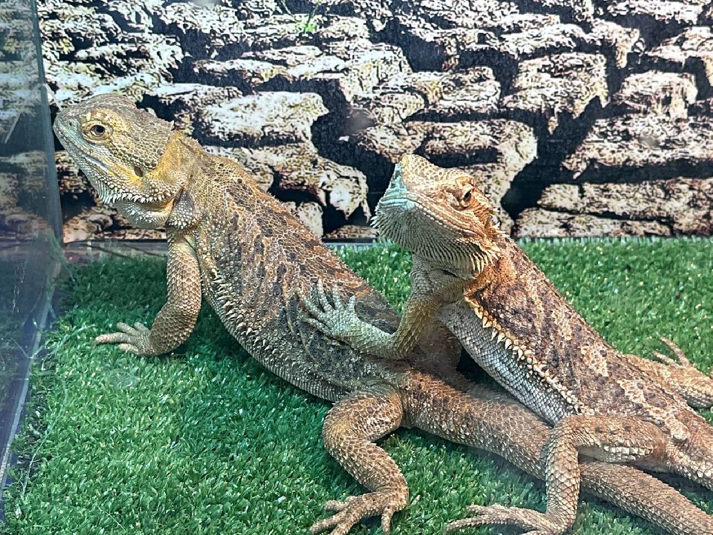 Реутов, выставки, музей, пауки, тарантулы, питоны