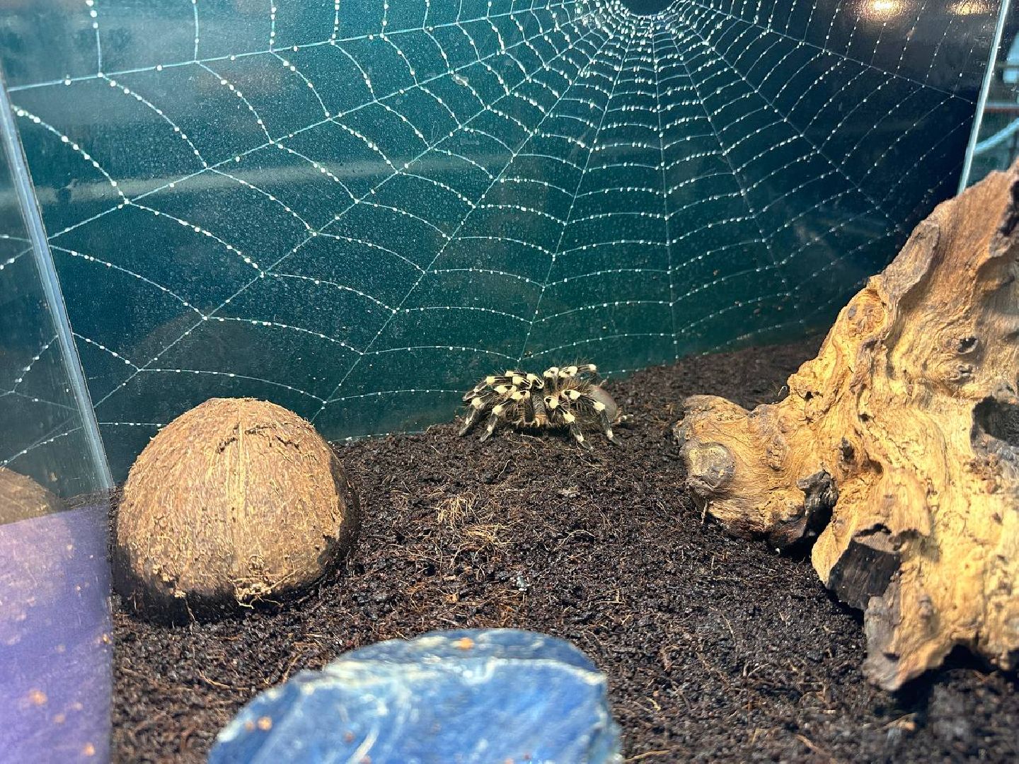 Реутов, выставки, музей, пауки, тарантулы, питоны